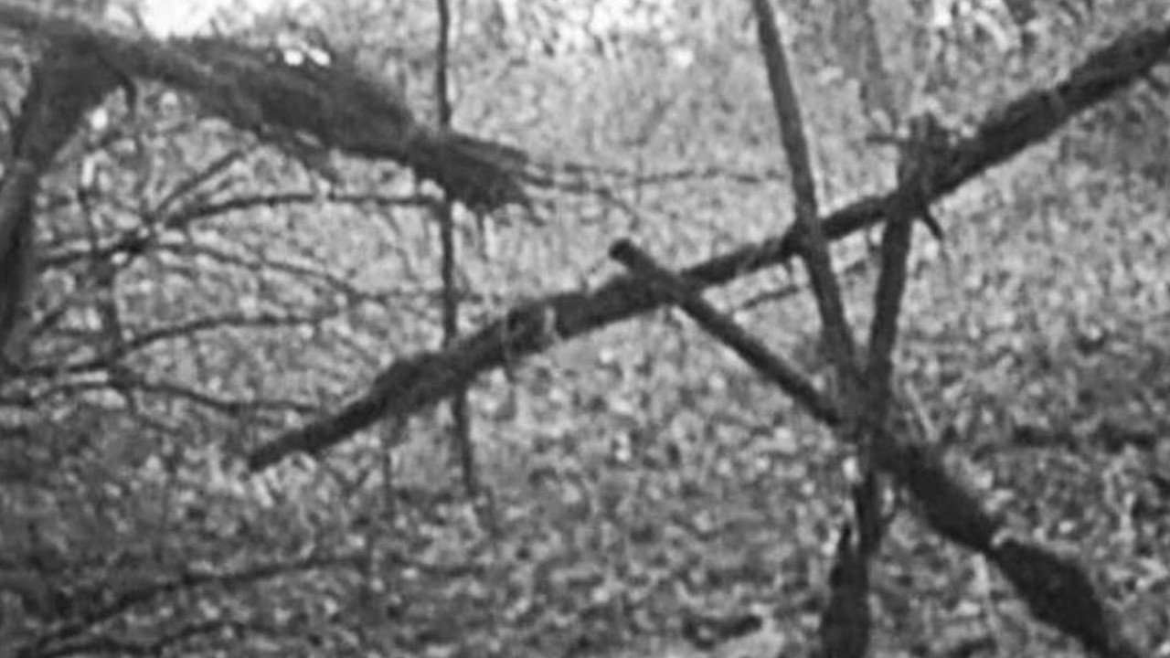 Blair Witch