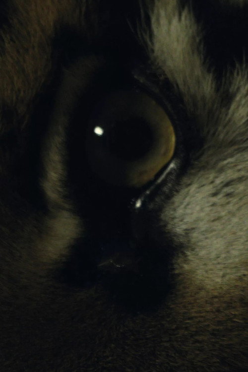 The Haunted